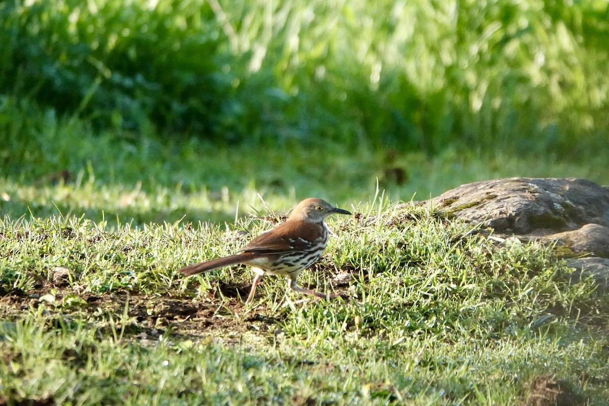 Brown Thrasher - André BERNARD