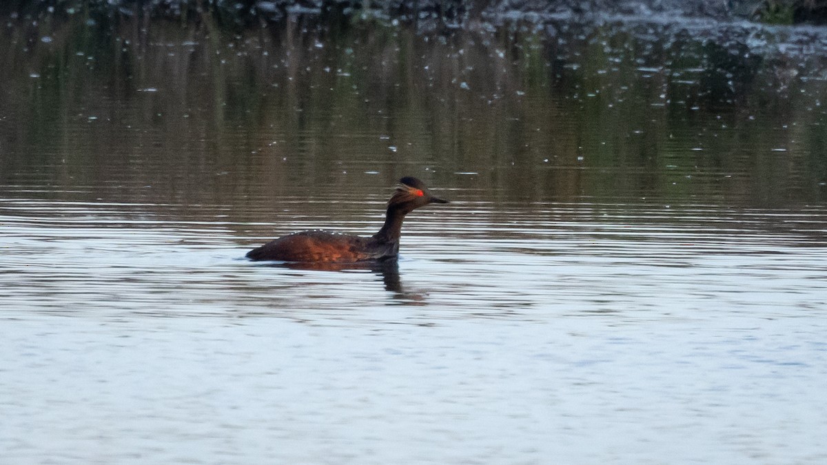 Eared Grebe - Joren van Schie