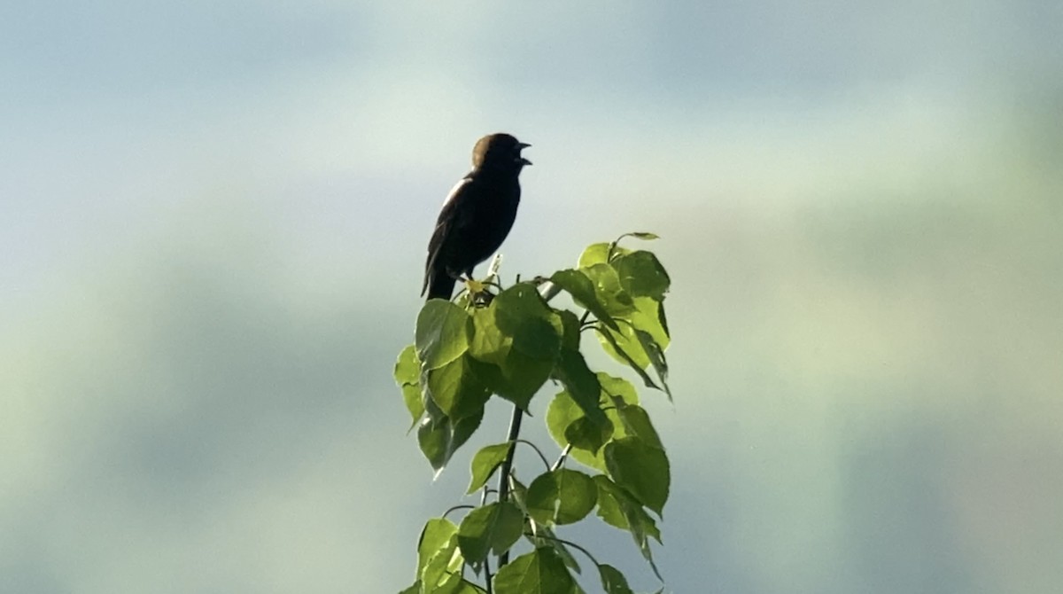 Bobolink - André BERNARD