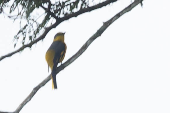 Orange Minivet - Zebedee Muller