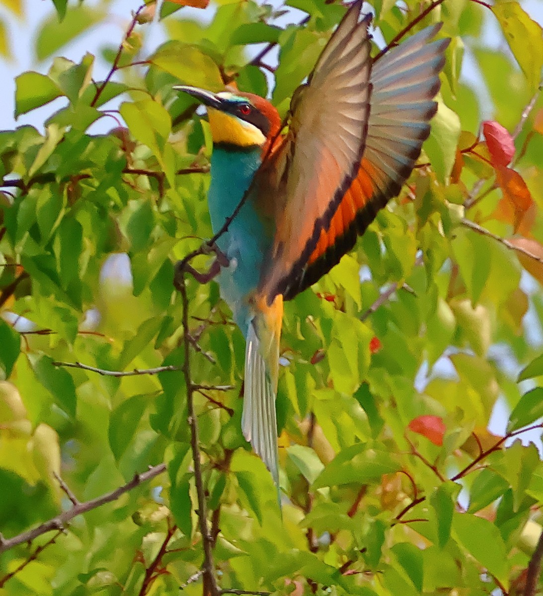 European Bee-eater - ML619277044