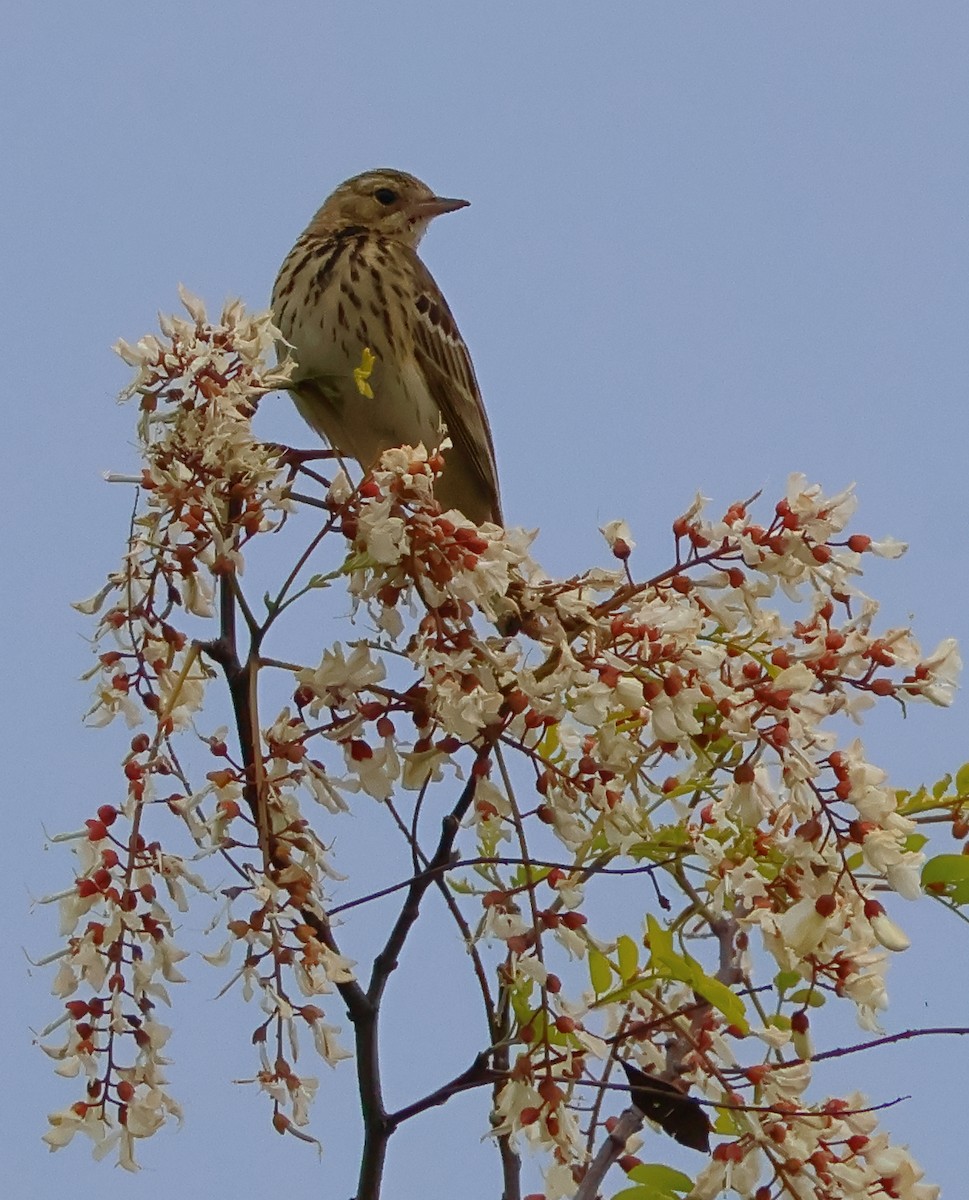 Tree Pipit - Egor Loboda