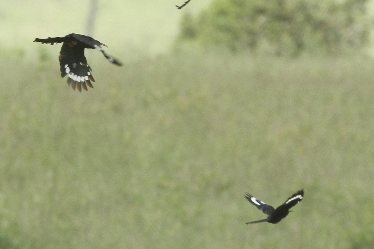 Green Woodhoopoe - Roger Hurt