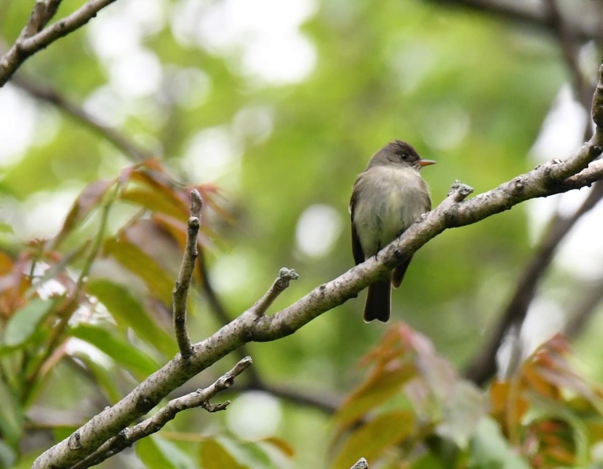 Eastern Wood-Pewee - Tina Rosier