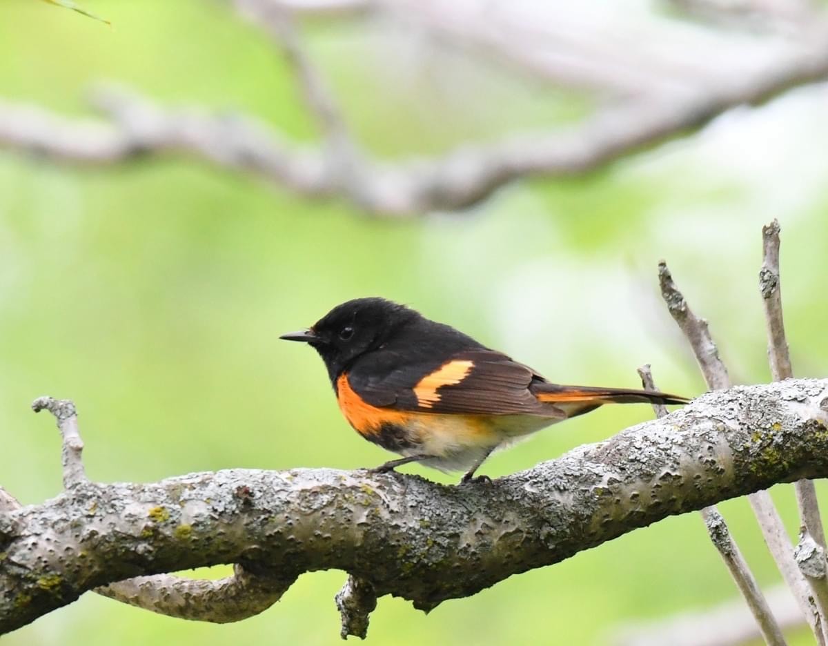 American Redstart - Tina Rosier