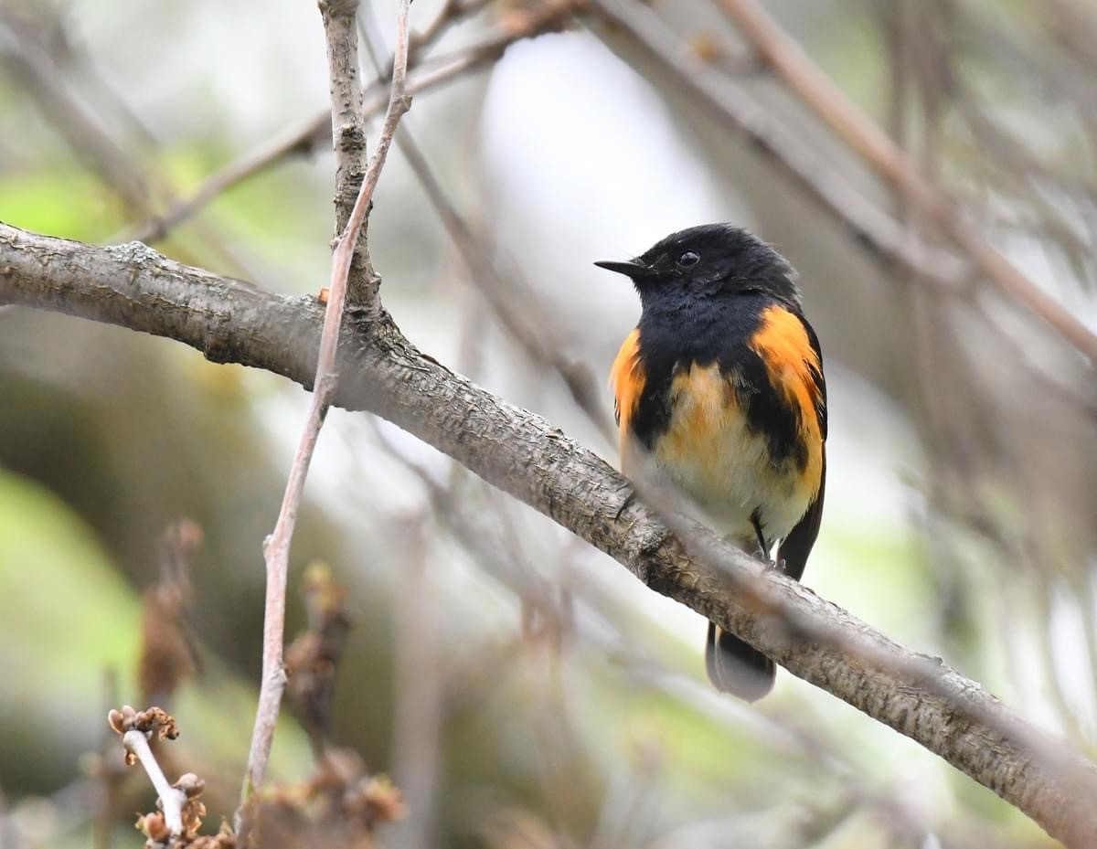 American Redstart - ML619277065