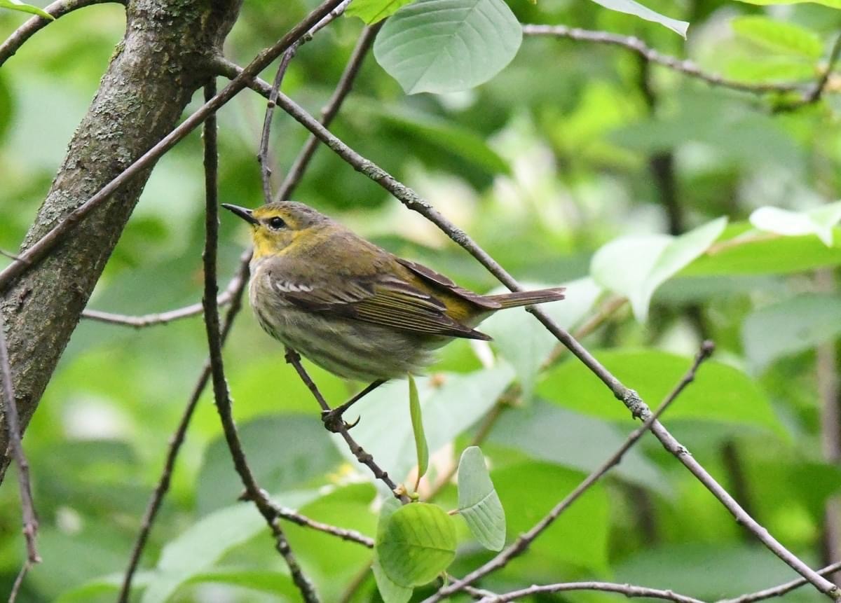 Cape May Warbler - Tina Rosier