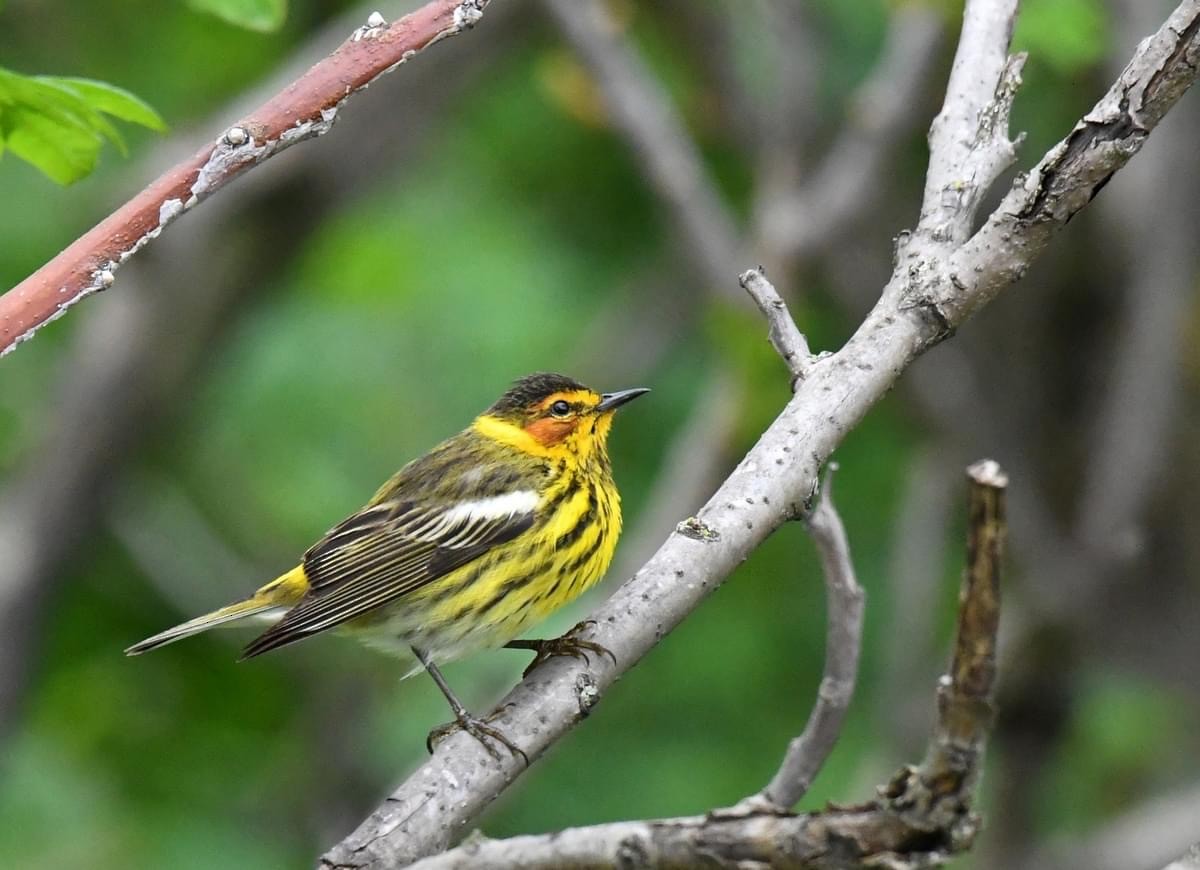 Cape May Warbler - Tina Rosier