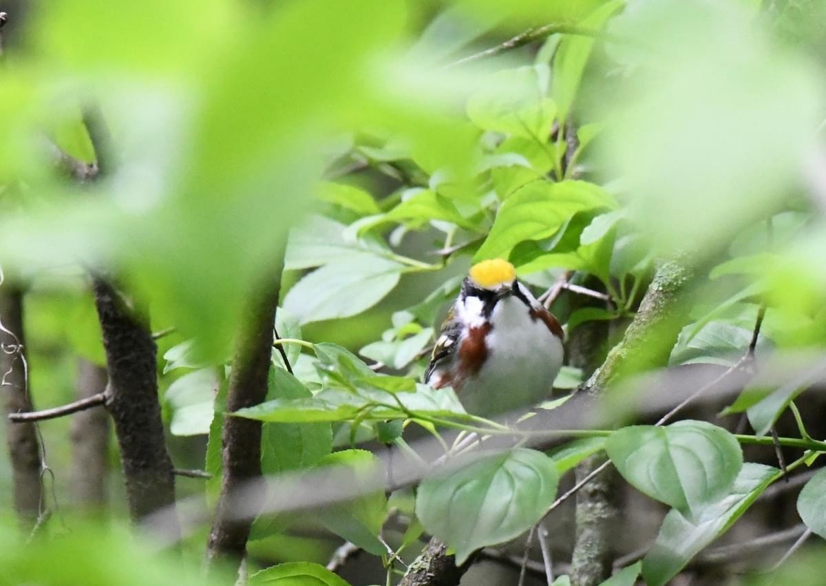 Chestnut-sided Warbler - Tina Rosier