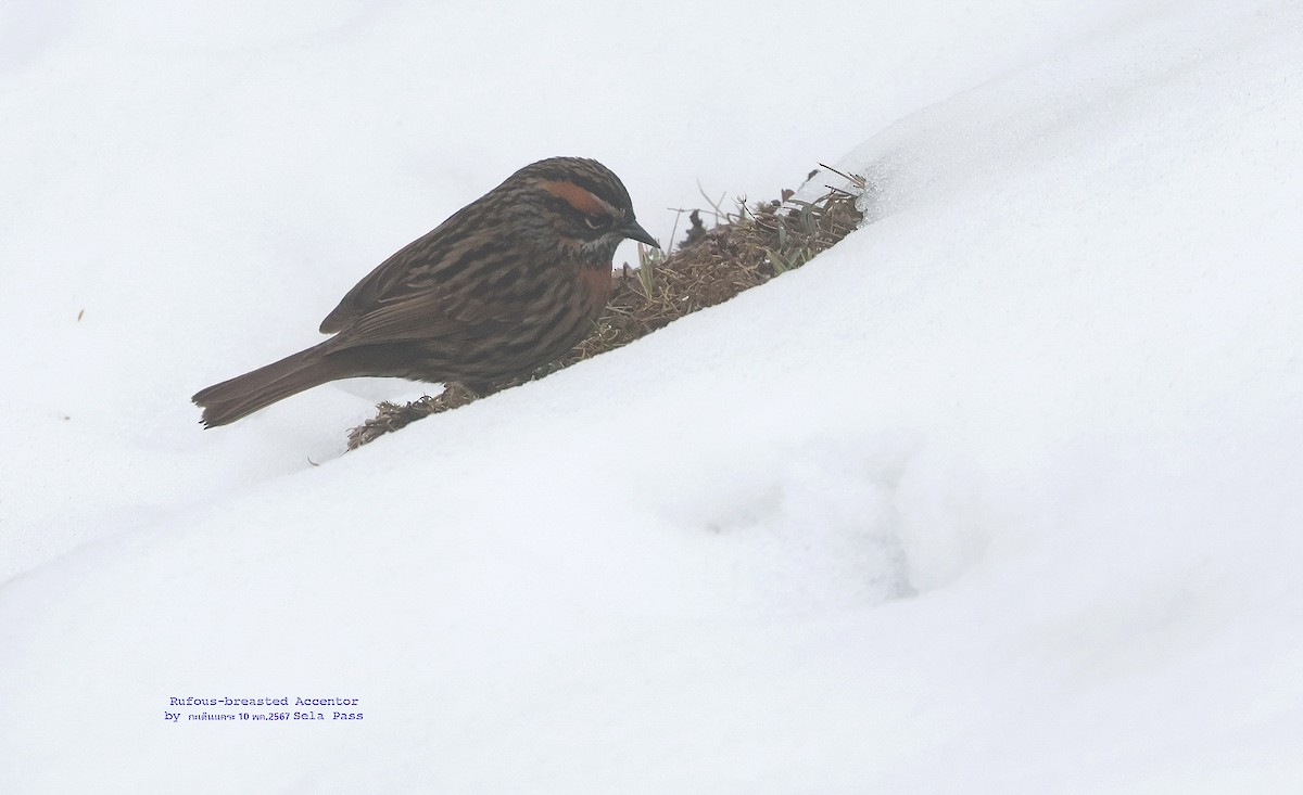 Rufous-breasted Accentor - ML619277082