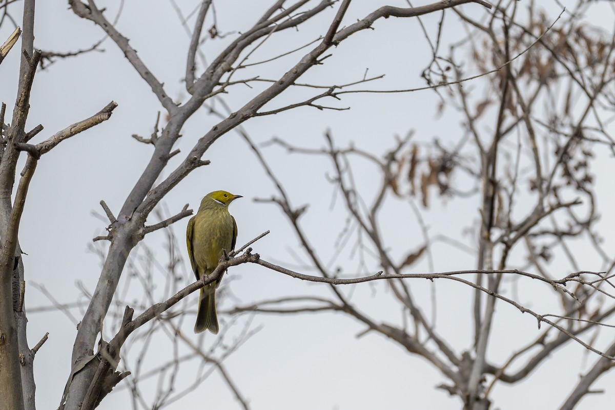 White-plumed Honeyeater - ML619277084