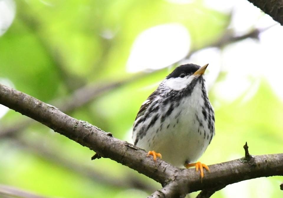 Blackpoll Warbler - ML619277087