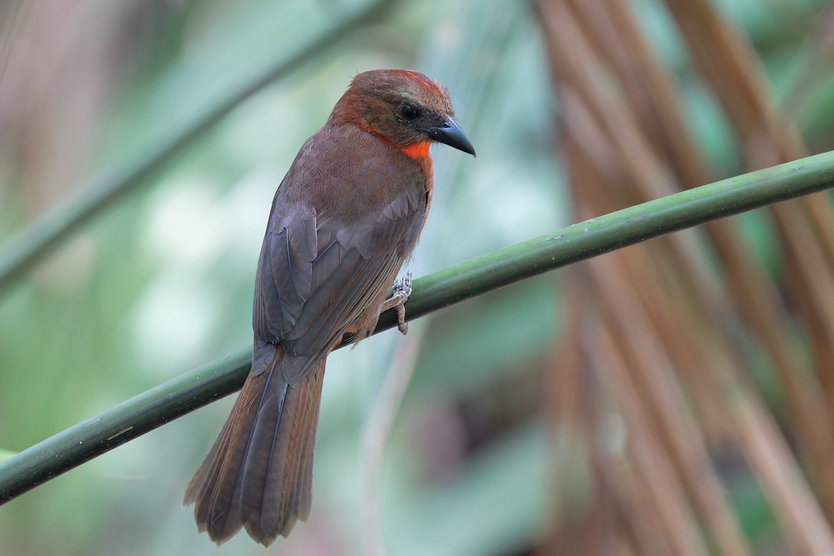 Red-throated Ant-Tanager - Zbigniew Wnuk