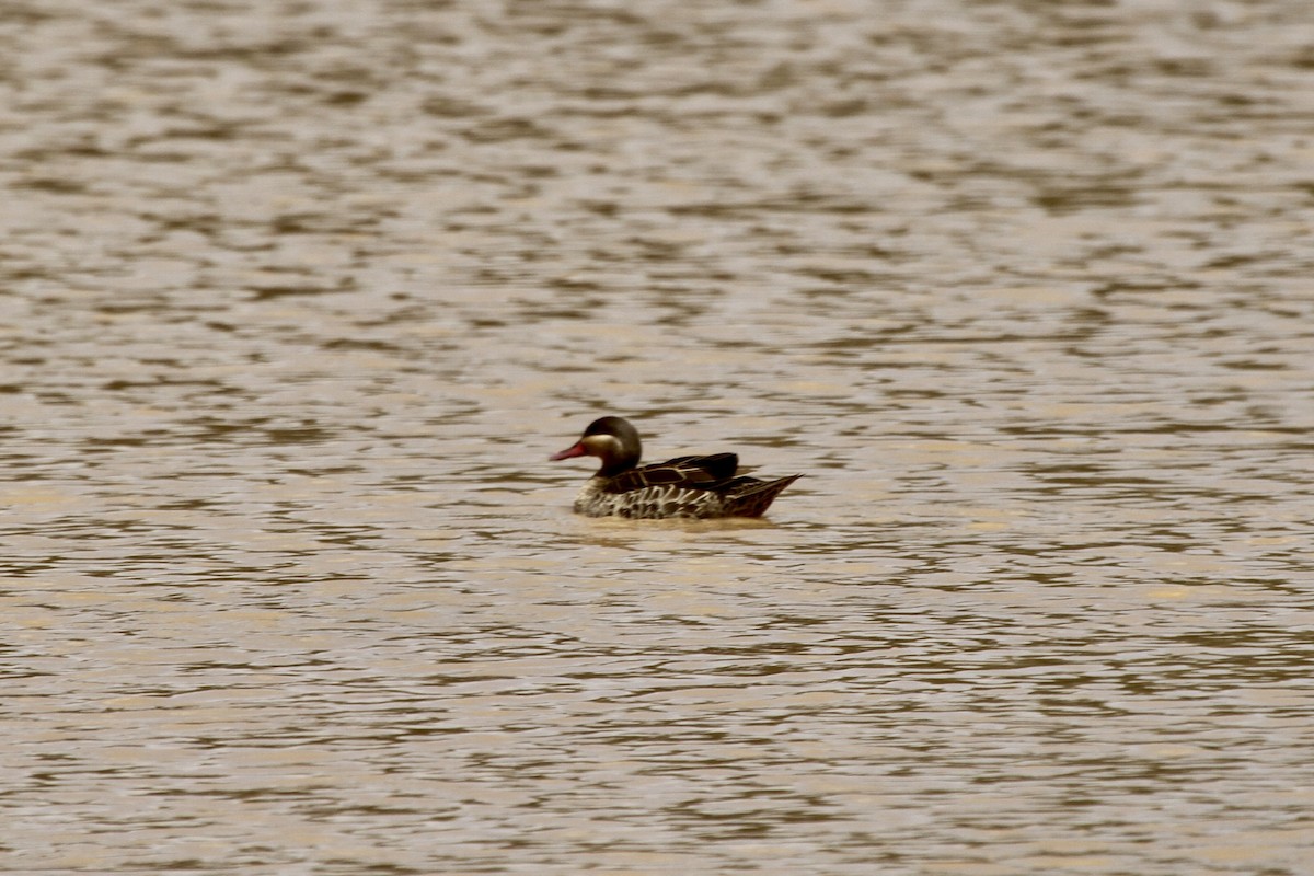 Red-billed Duck - Roger Hurt