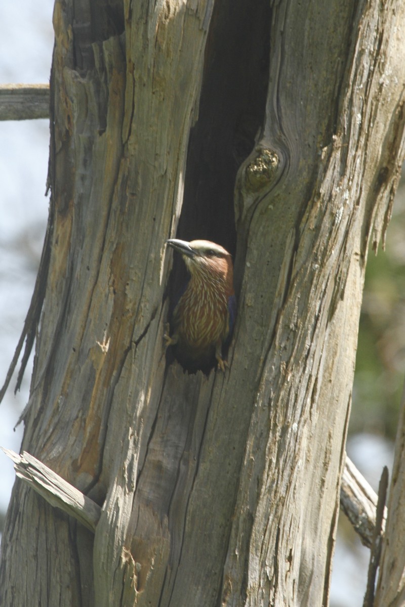 Rufous-crowned Roller - Roger Hurt