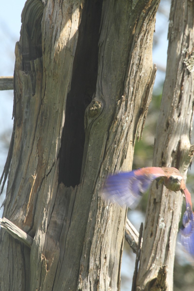 Rufous-crowned Roller - Roger Hurt