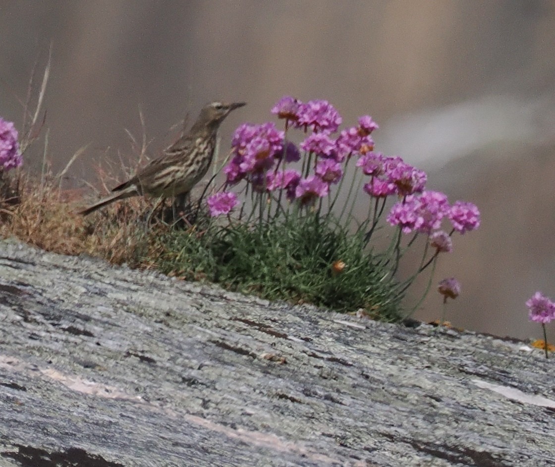 Rock Pipit - ting zou