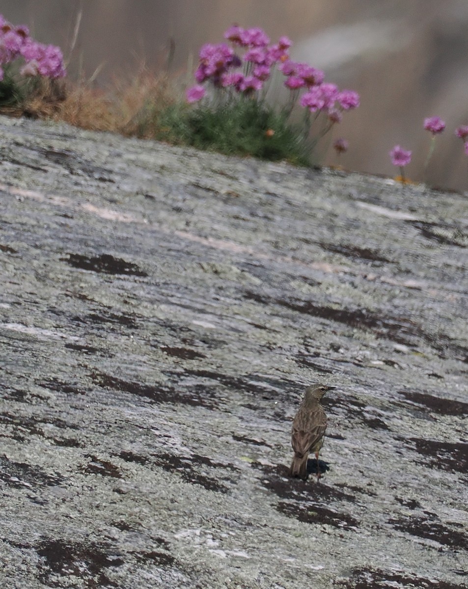 Rock Pipit - ting zou