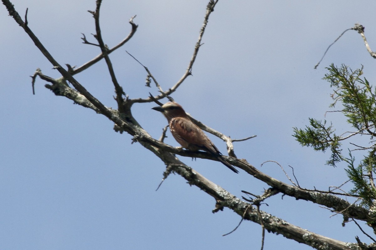 Rufous-crowned Roller - Roger Hurt