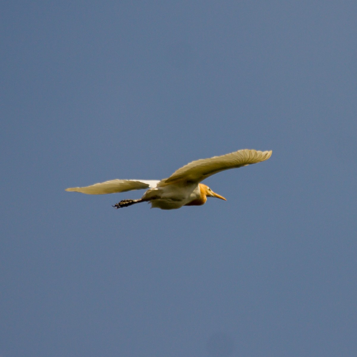 Eastern Cattle Egret - Rail Whisperer