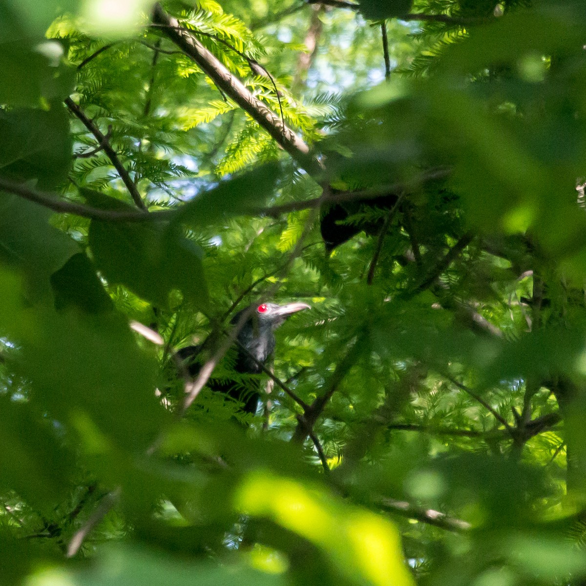 Asian Koel - Rail Whisperer