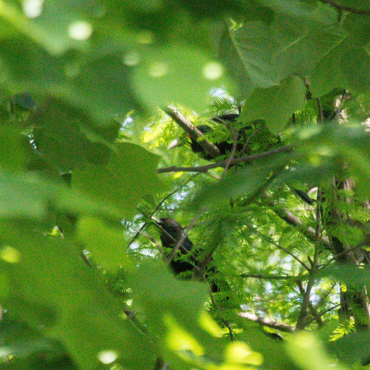 Asian Koel - Rail Whisperer