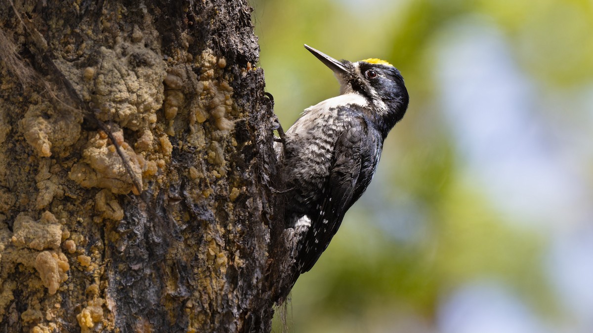 Black-backed Woodpecker - James Livaudais