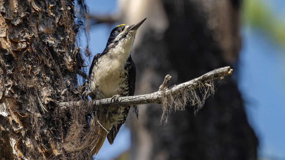 Black-backed Woodpecker - James Livaudais