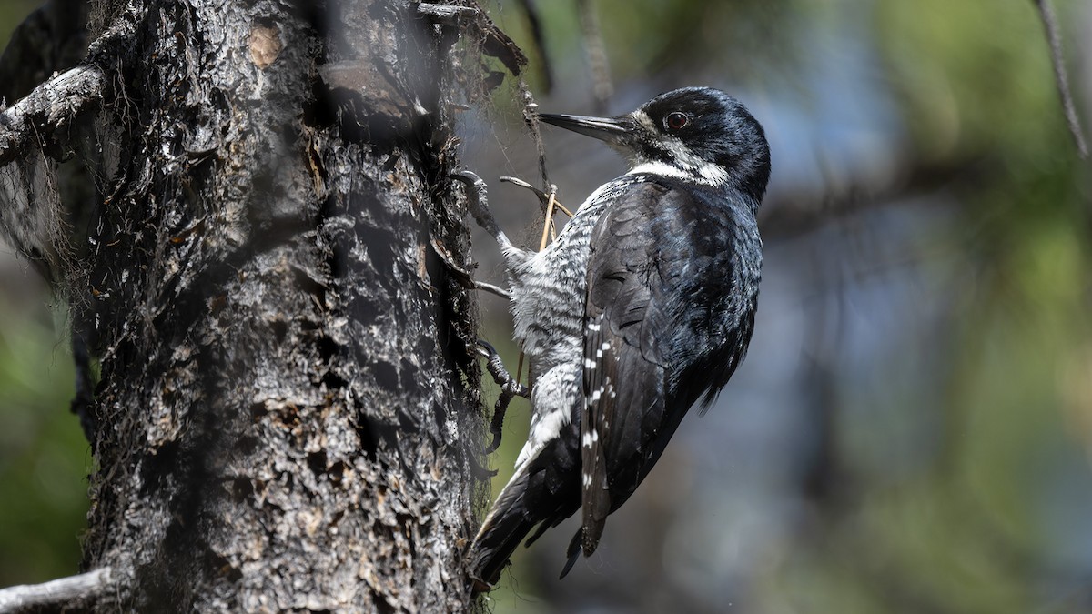 Black-backed Woodpecker - James Livaudais