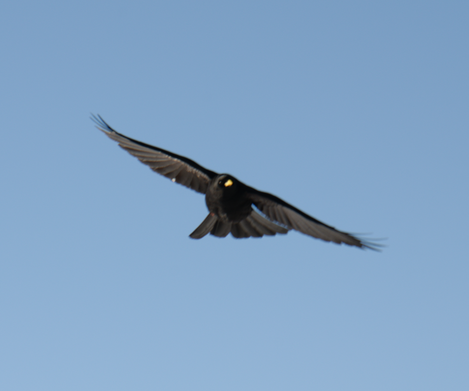 Yellow-billed Chough - ML619277150