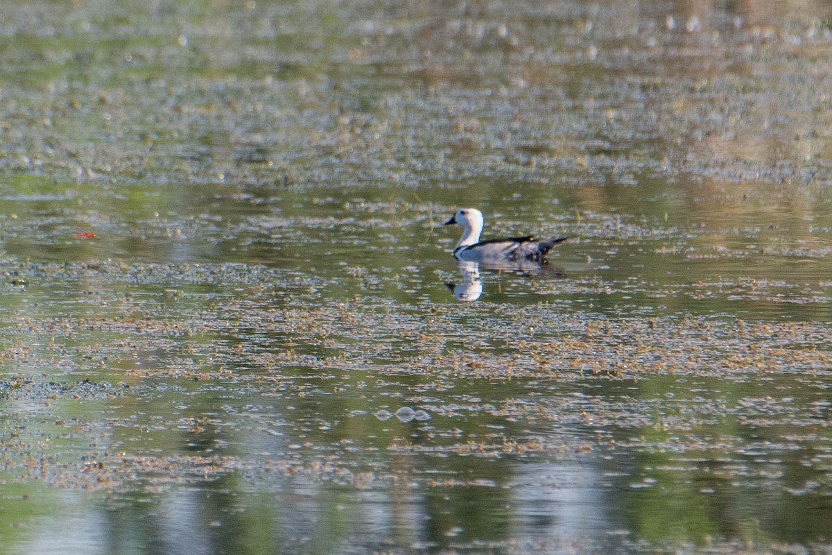 Cotton Pygmy-Goose - Ashok Kolluru