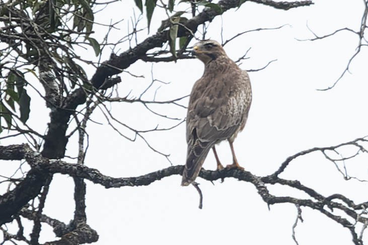 White-eyed Buzzard - ML619277164