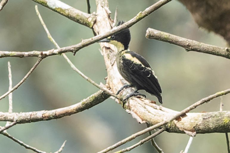 Heart-spotted Woodpecker - Zebedee Muller