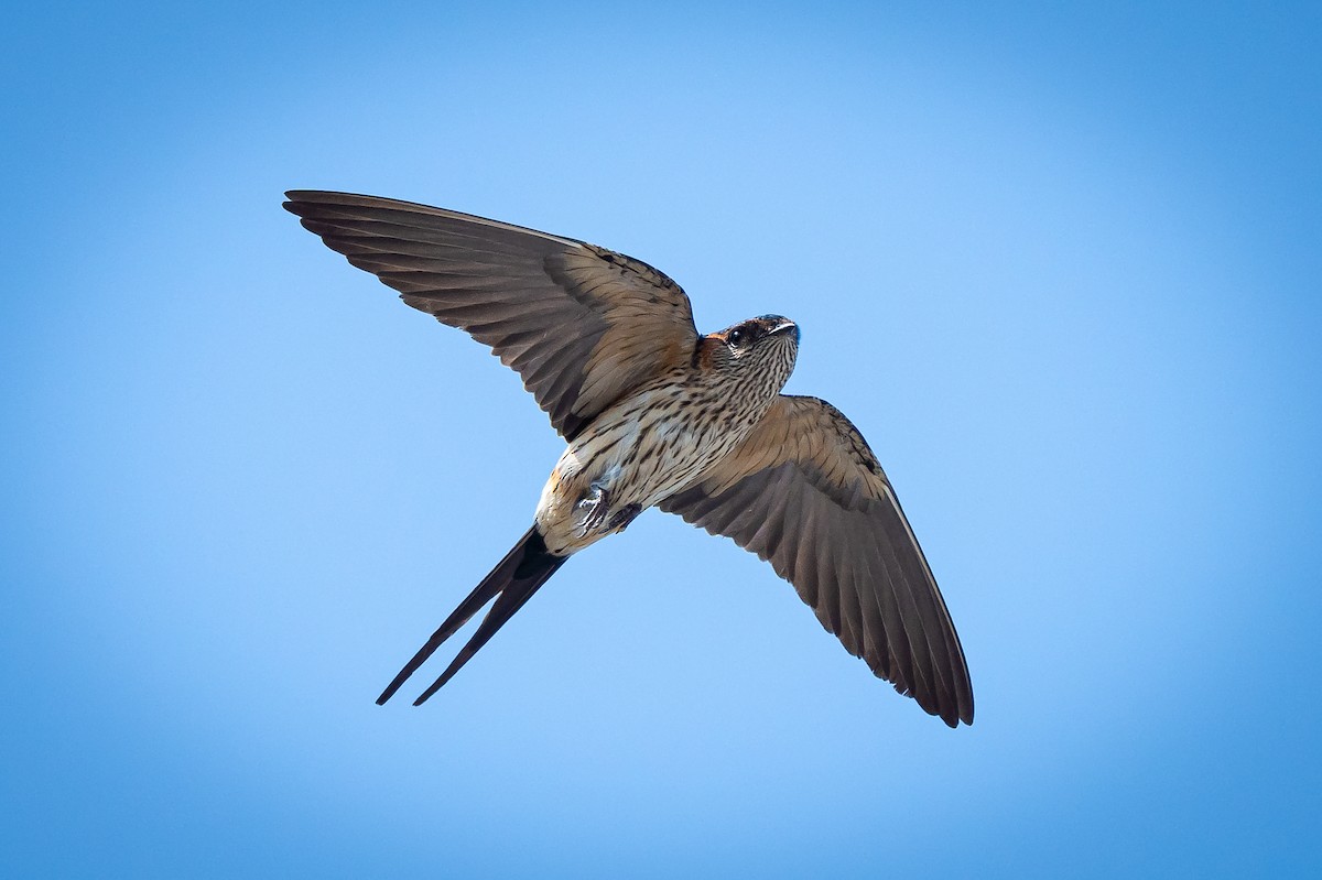 Red-rumped Swallow - ML619277178