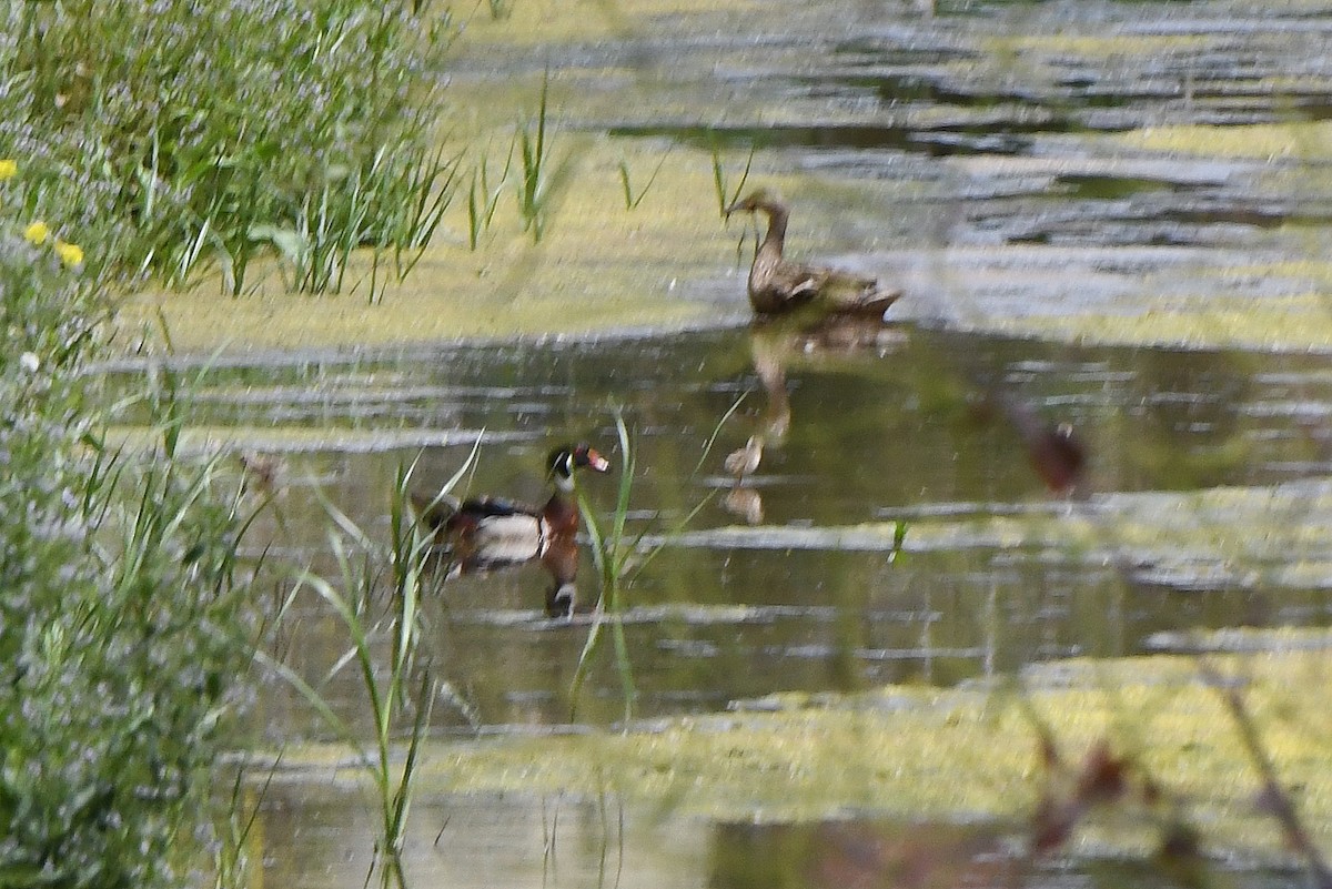 Wood Duck - Mário Estevens