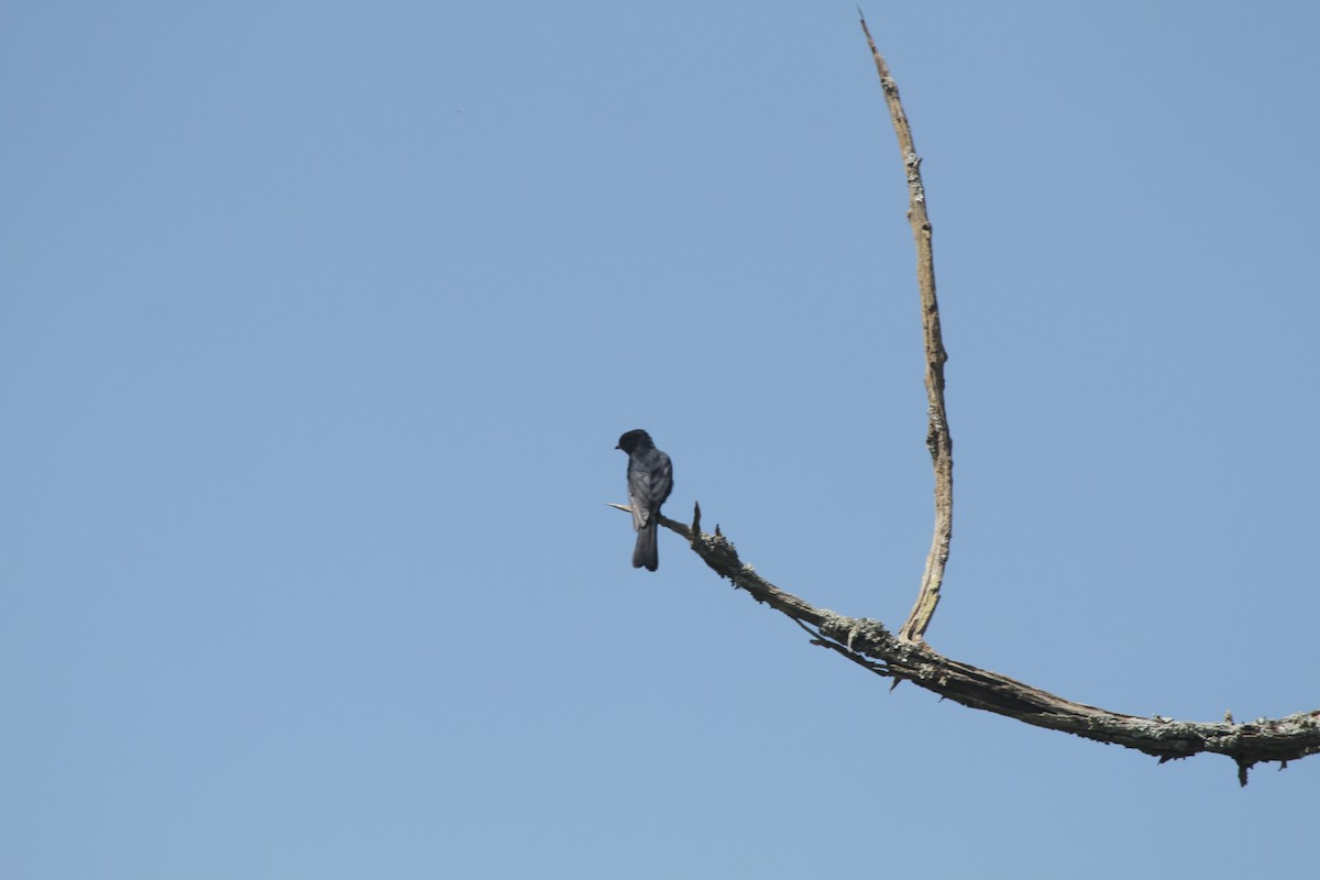 Southern Black-Flycatcher - Roger Hurt