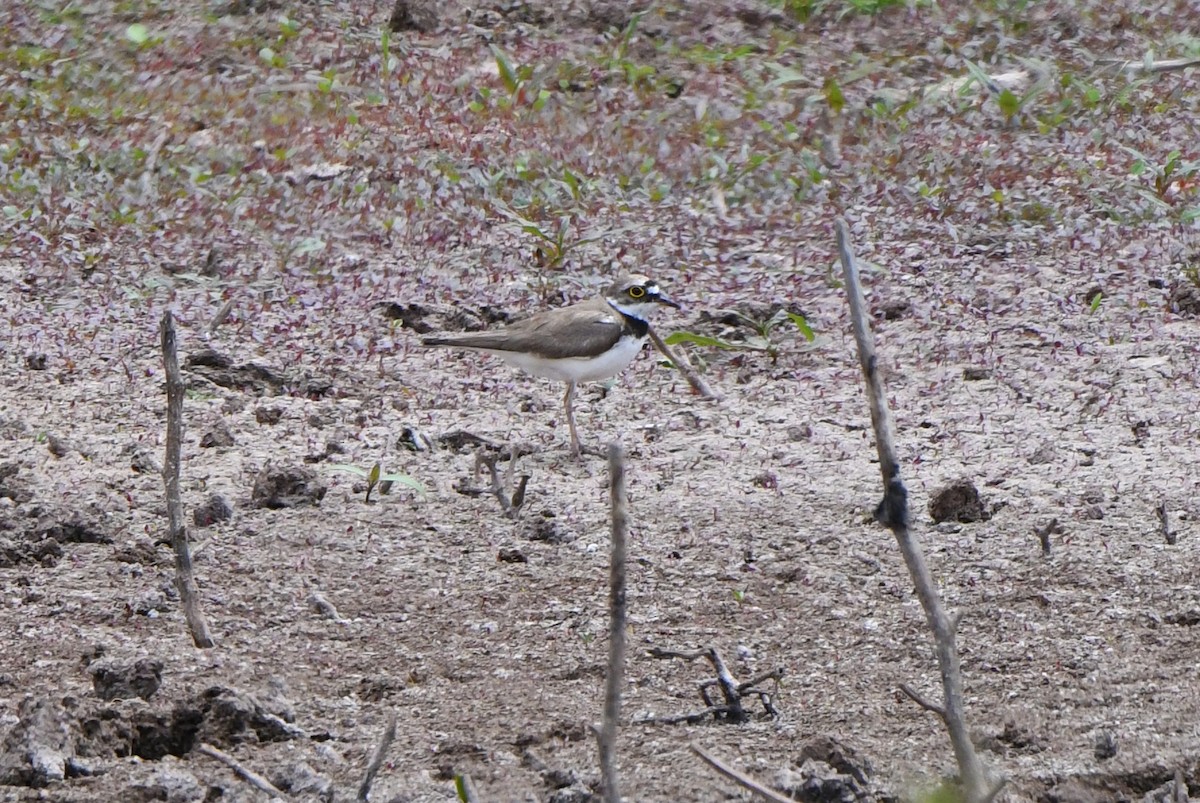 Little Ringed Plover - Mário Estevens