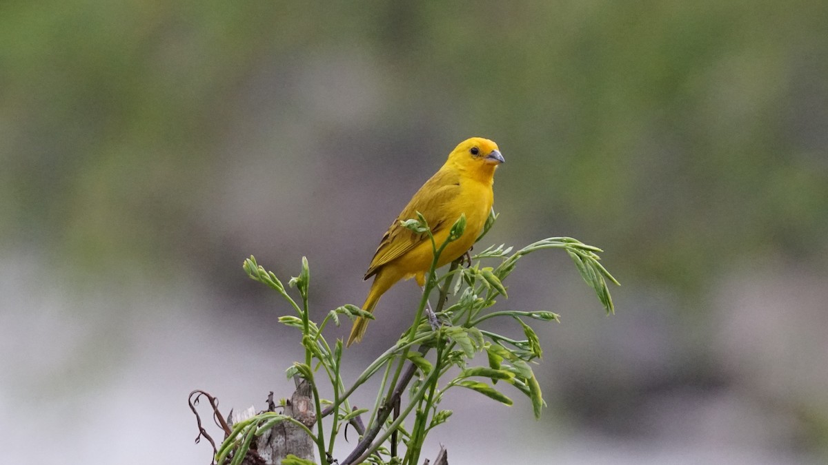 Saffron Finch - Paul Gössinger