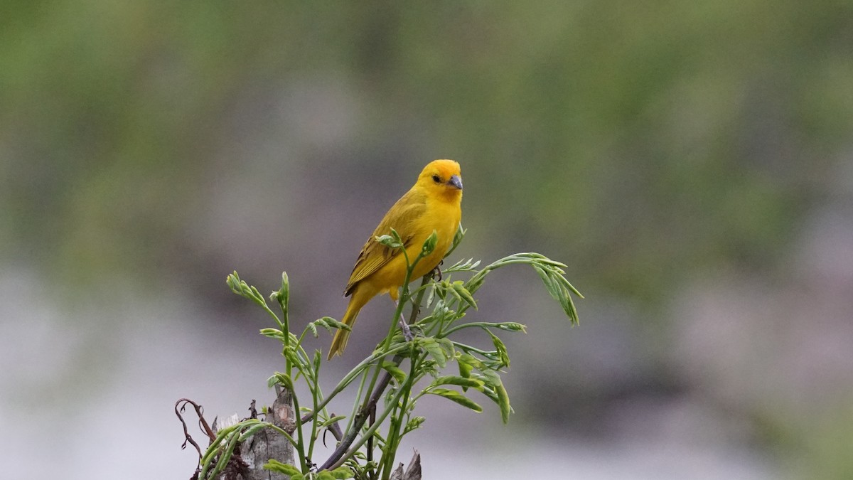 Saffron Finch - Paul Gössinger