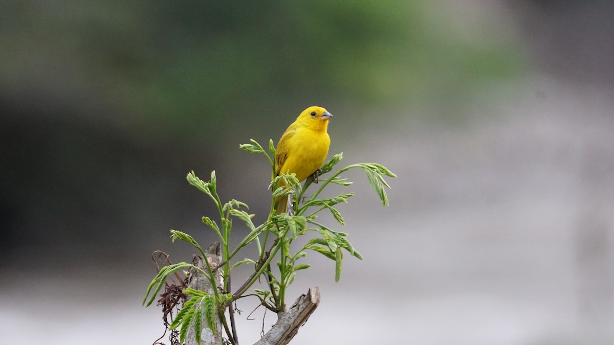 Saffron Finch - Paul Gössinger