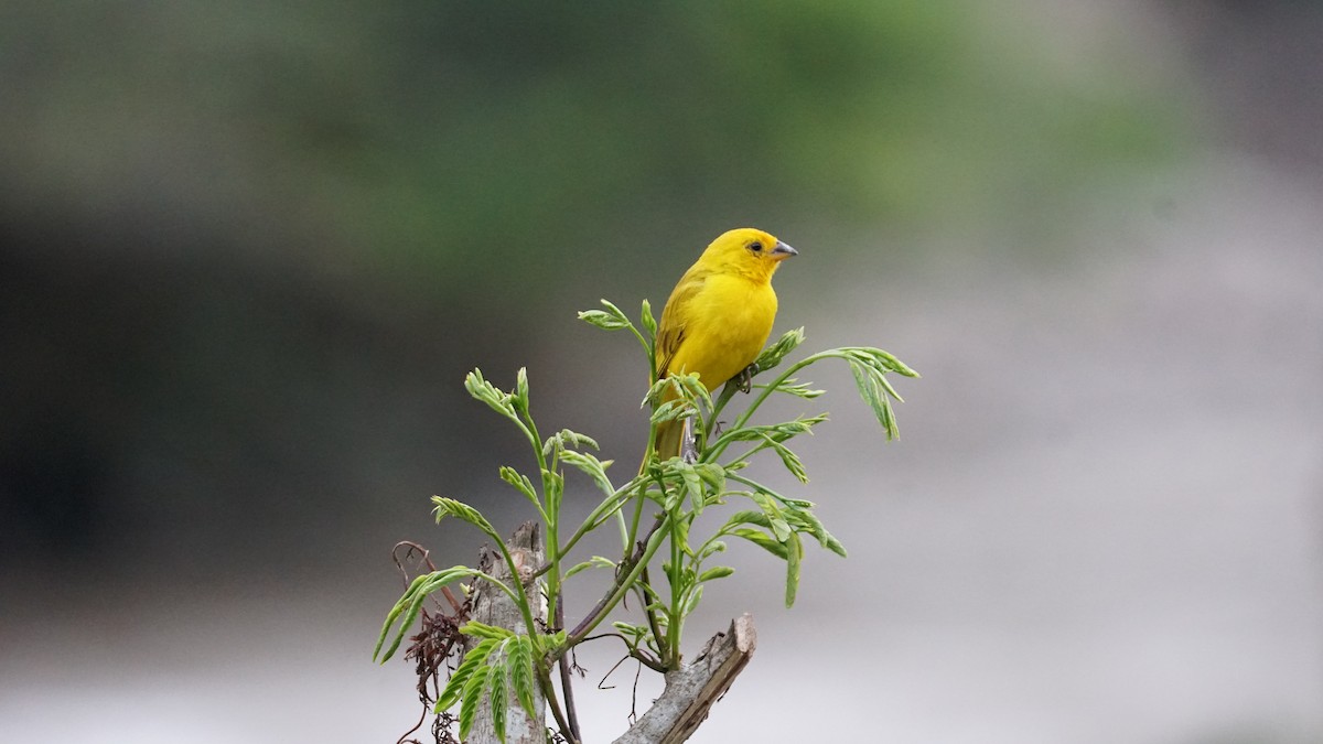 Saffron Finch - Paul Gössinger