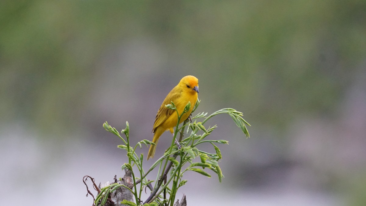 Saffron Finch - Paul Gössinger