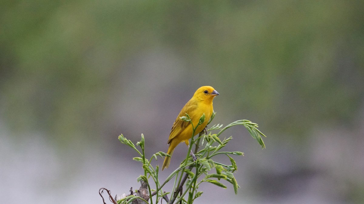 Saffron Finch - Paul Gössinger