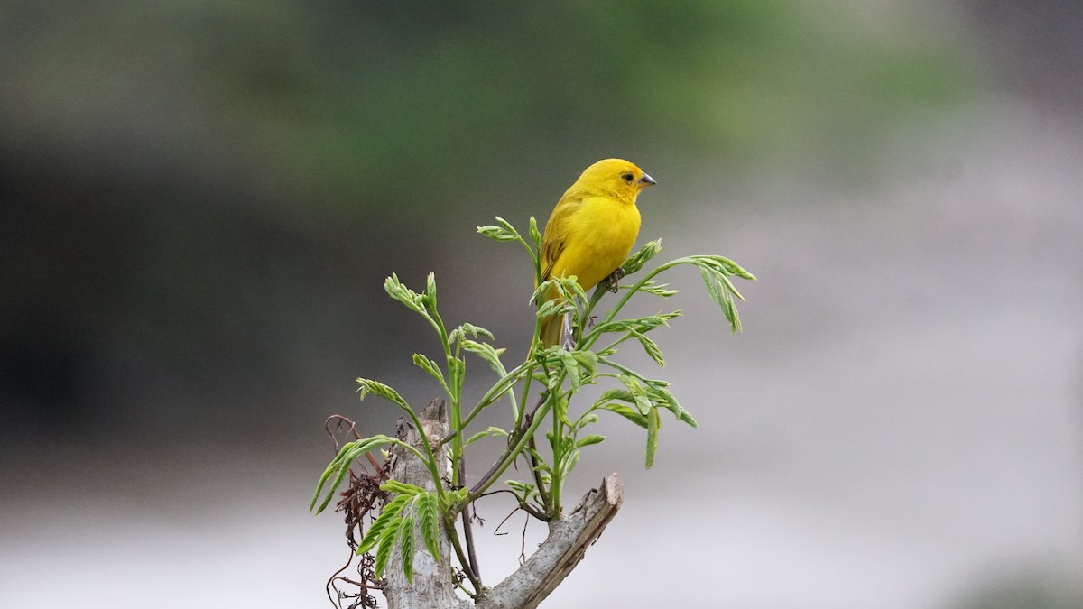 Saffron Finch - Paul Gössinger