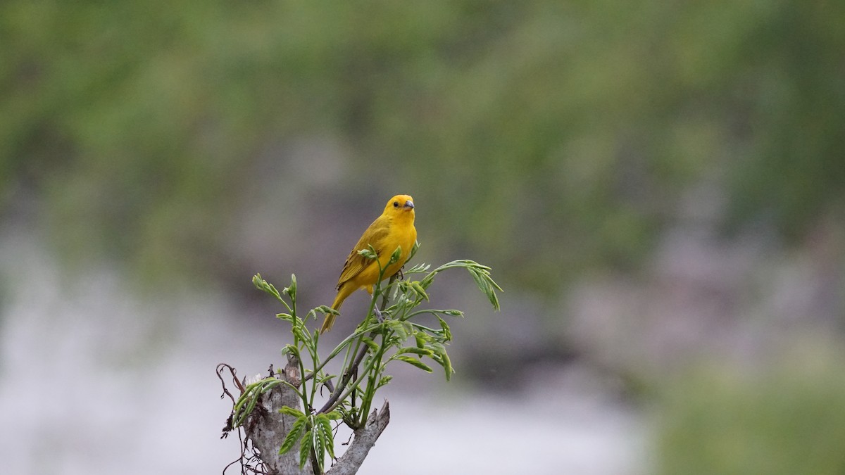 Saffron Finch - Paul Gössinger