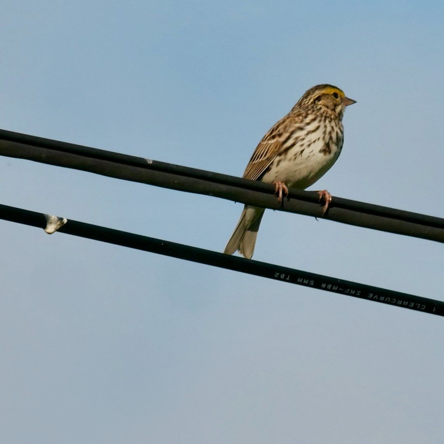 Savannah Sparrow - Robert Huxley