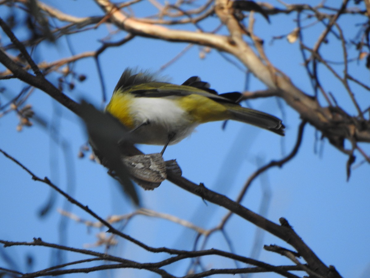 Western Shrike-tit - ML619277227