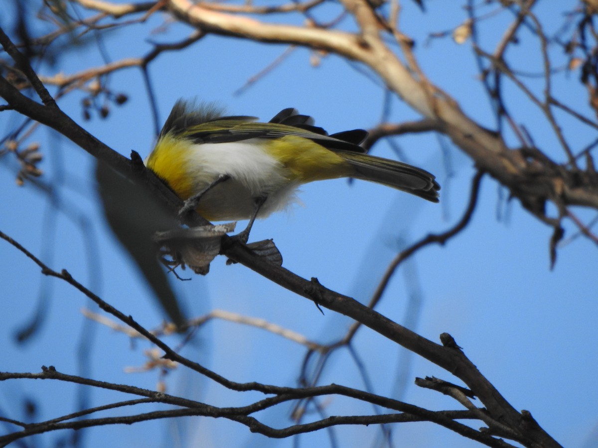 Western Shrike-tit - Finn Craig-Harding