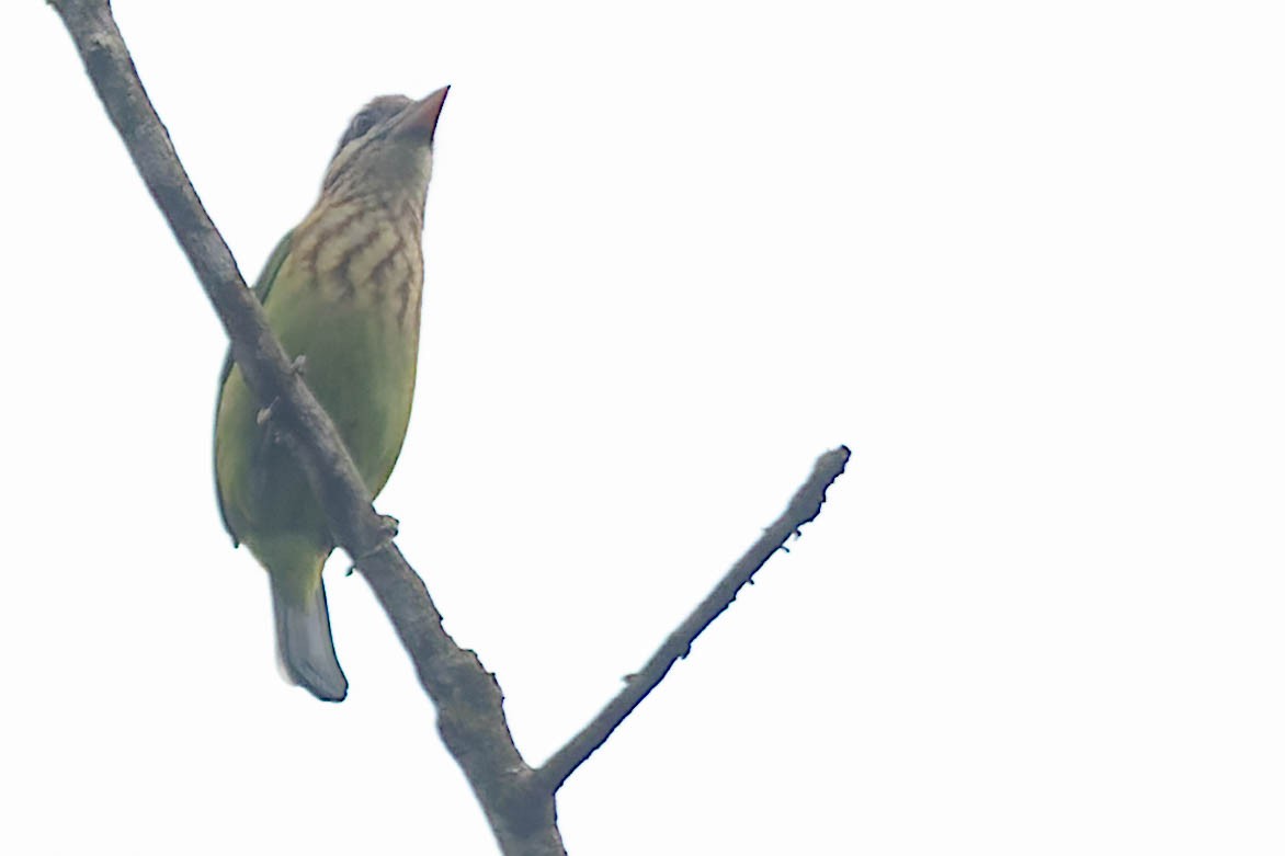 White-cheeked Barbet - Zebedee Muller