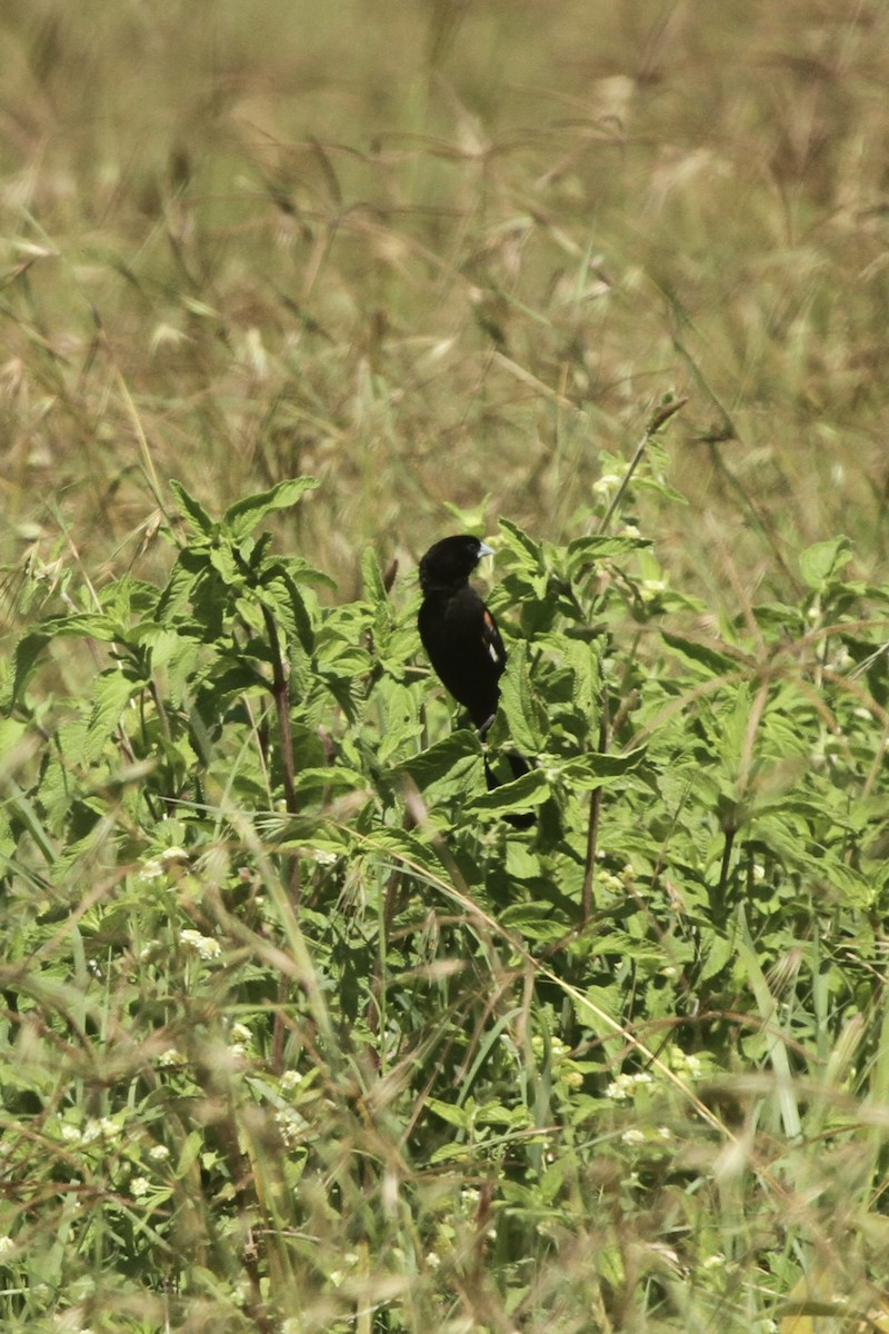 White-winged Widowbird - Roger Hurt